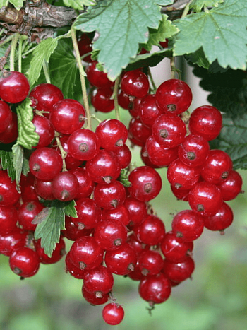 Смородина красная Задунайская