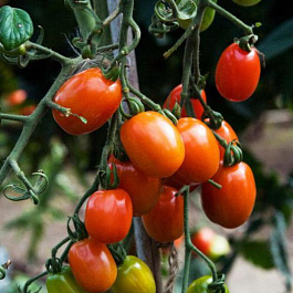 Томат Рио Гранде Оригинал