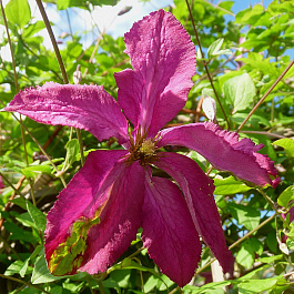 Клематис ботанический Сёдертелье