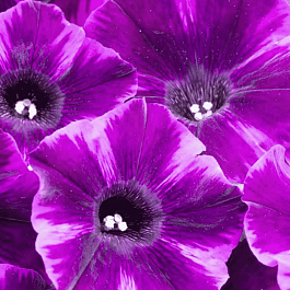 Петуния Crazytunia Ultra Violet (Кашпо)