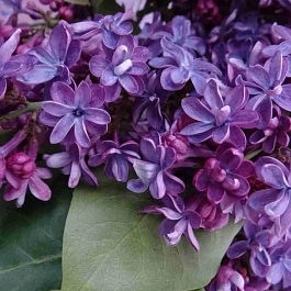 Сирень обыкновенная Виолетта