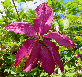 Клематис ботанический Сёдертелье