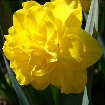 Нарцисс махровый Дабл Голд Медал