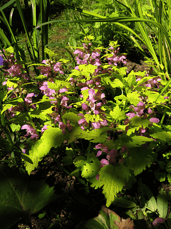 Яснотка крапчатая Cannon's Gold