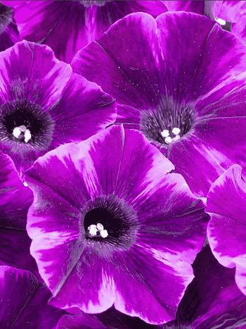 Петуния Crazytunia Ultra Violet (Кашпо)