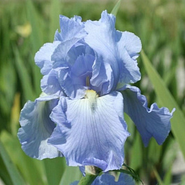 Ирис бородатый Бэббелинг Брук