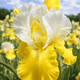 Ирис германский Tulip Festival