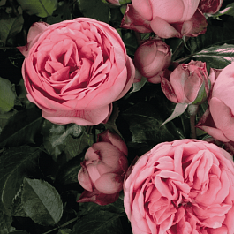 Роза чайно-гибридная Happy Piano