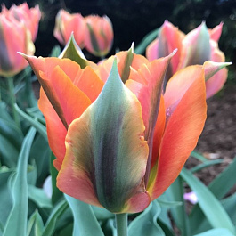 Тюльпан зеленоцветный Артист