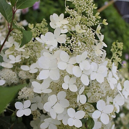 Гортензия метельчатая Брасселз Лэйс Гортензия метельчатая Брасселз Лэйс