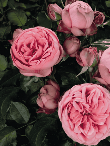 Роза чайно-гибридная Happy Piano