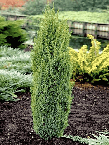 Можжевельник обыкновенный Arnold