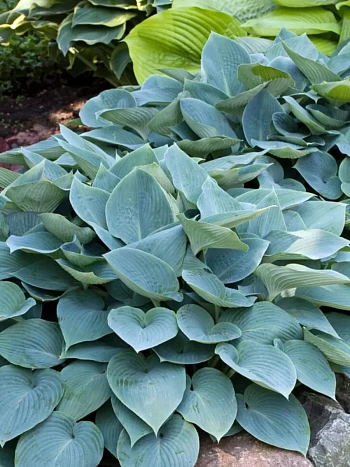 Хоста Canadian Blue