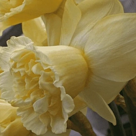 Нарцисс Art Design