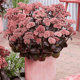 Очиток Black Knight