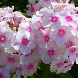 Флокс метельчатый Европа Флокс метельчатый Европа