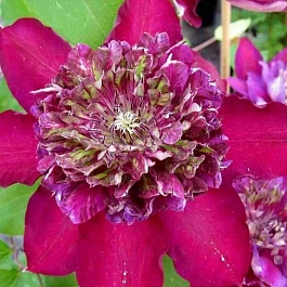 Клематис Temptation