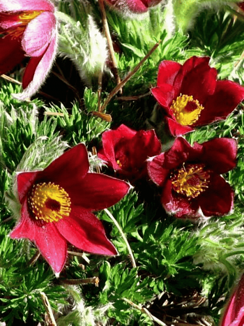 Прострел обыкновенный Bells Red