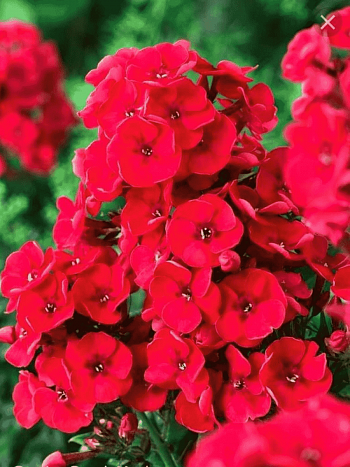 Флокс метельчатый Red Charm