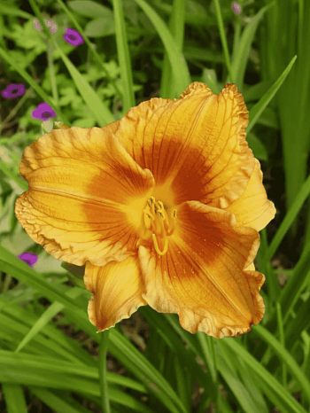 Лилейник Duke of Durham