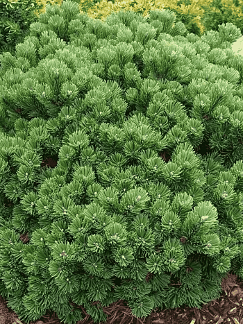 Сосна горная Sherwood Compact