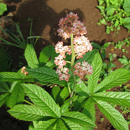 Роджерсия перистая Ди Шон