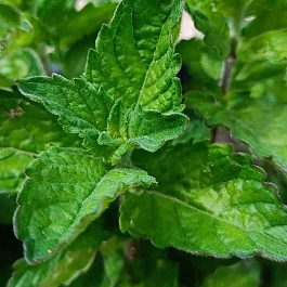 Мята "Ледяная"