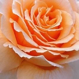 Роза чайно-гибридная Prima Donna