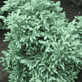 Кипарисовик горохоплодный Boulevard