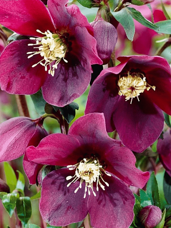 Морозник восточный Single Red