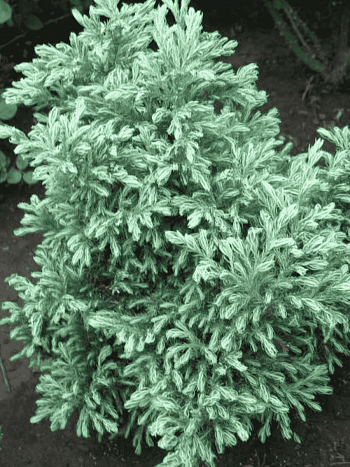 Кипарисовик горохоплодный Boulevard