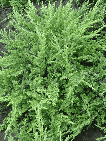 Можжевельник прибрежный Schlager