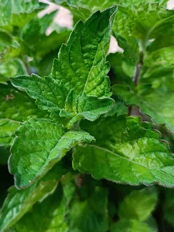 Мята "Ледяная"