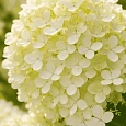 Гортензия метельчатая Limelight