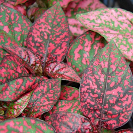 Гипестис Сплэш Селект Ред