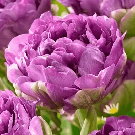 Тюльпан пионовидный Blue Wow