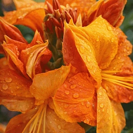 Азалия Klondyke