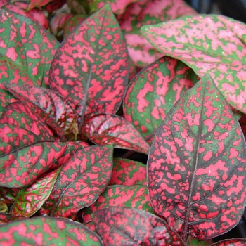 Гипестис Сплэш Селект Ред