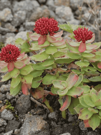 Родиола розовая