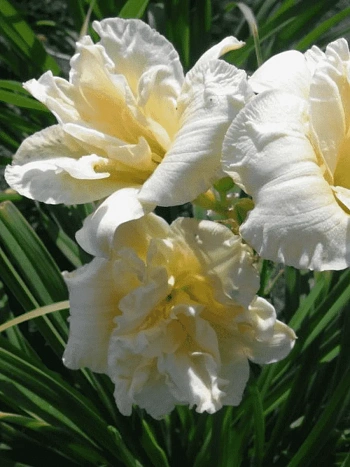 Лилейник Ikebana Star