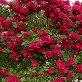 Роза плетистая Ffammentanz