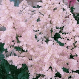 Астильба китайская Elderberry Cake
