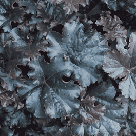 Гейхера World Caffe Espresso