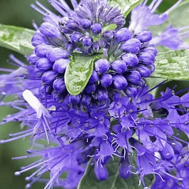 Кариоптерис кландоненсис Kew Blue