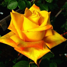 Роза чайно-гибридная Мохана