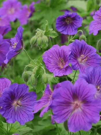 Герань гибридная Blue Blood