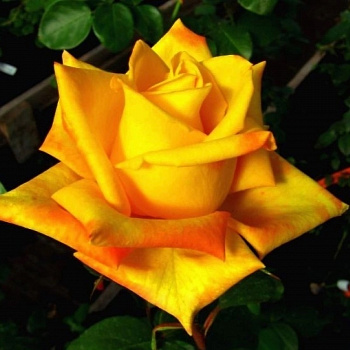 Роза чайно-гибридная Мохана Роза чайно-гибридная Мохана