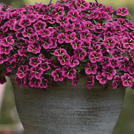 Калибрахоа  Cabaret Good Night Kiss (кашпо)