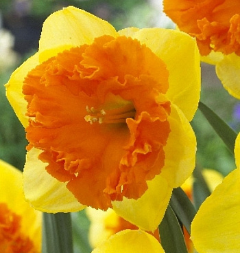 Нарцисс Крупнокорончатый Корсаж Нарцисс Крупнокорончатый Корсаж