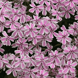 Флокс шиловидный Candy Stripes